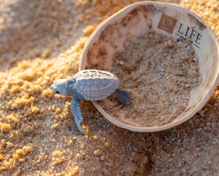 RELISH SEA TURTLE RELEASE